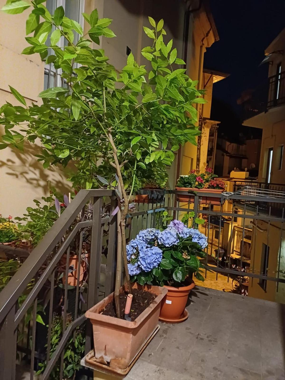 La Terrazzina, Silenzioso, Zona Piazza Gran Madre Lejlighed Torino Eksteriør billede
